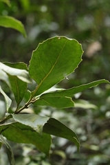 Helicia reticulata, photograph author not stated, no rights reserved