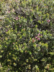 Phyllodoce empetriformis