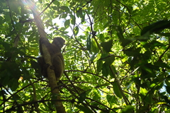 Lepilemur tymerlachsoni