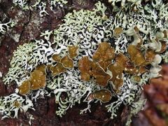 Hypogymnia krogiae