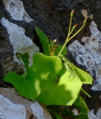 Erythroseris amabilis