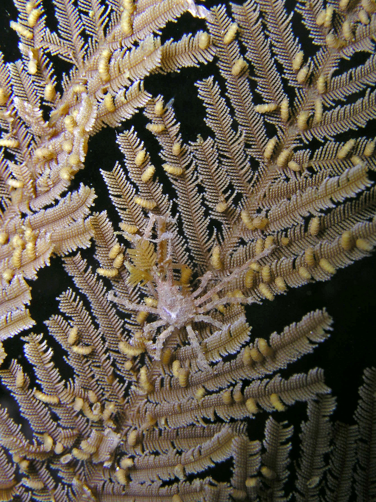 Hyastenus