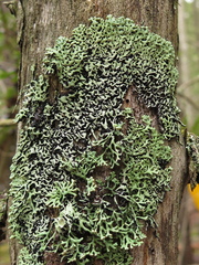 Hypogymnia incurvoides