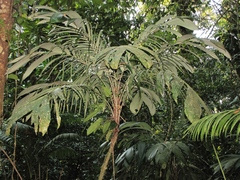 Astrocaryum mexicanum