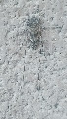 Acanthocinus obliquus