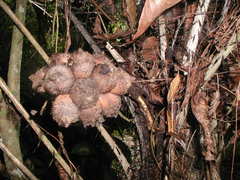 Astrocaryum mexicanum