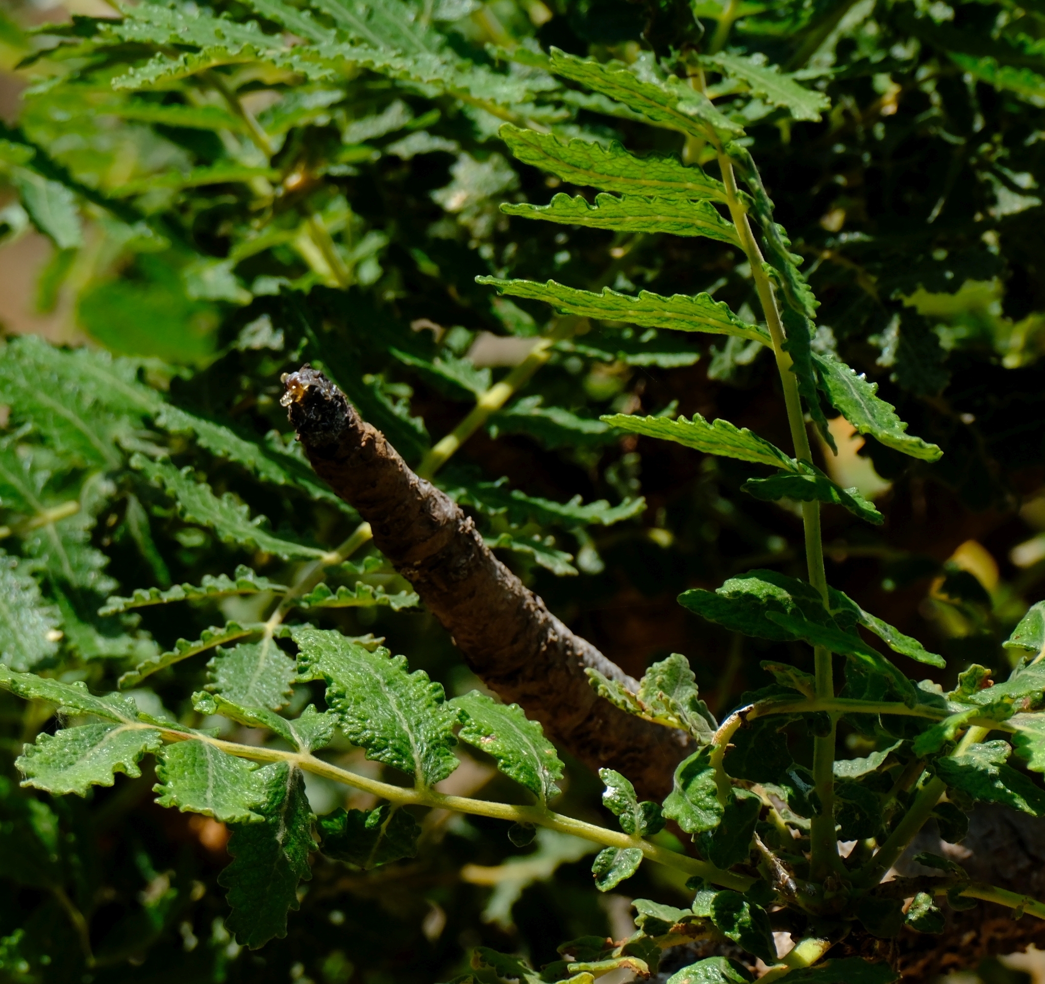Boswellia bullata Thulin 3