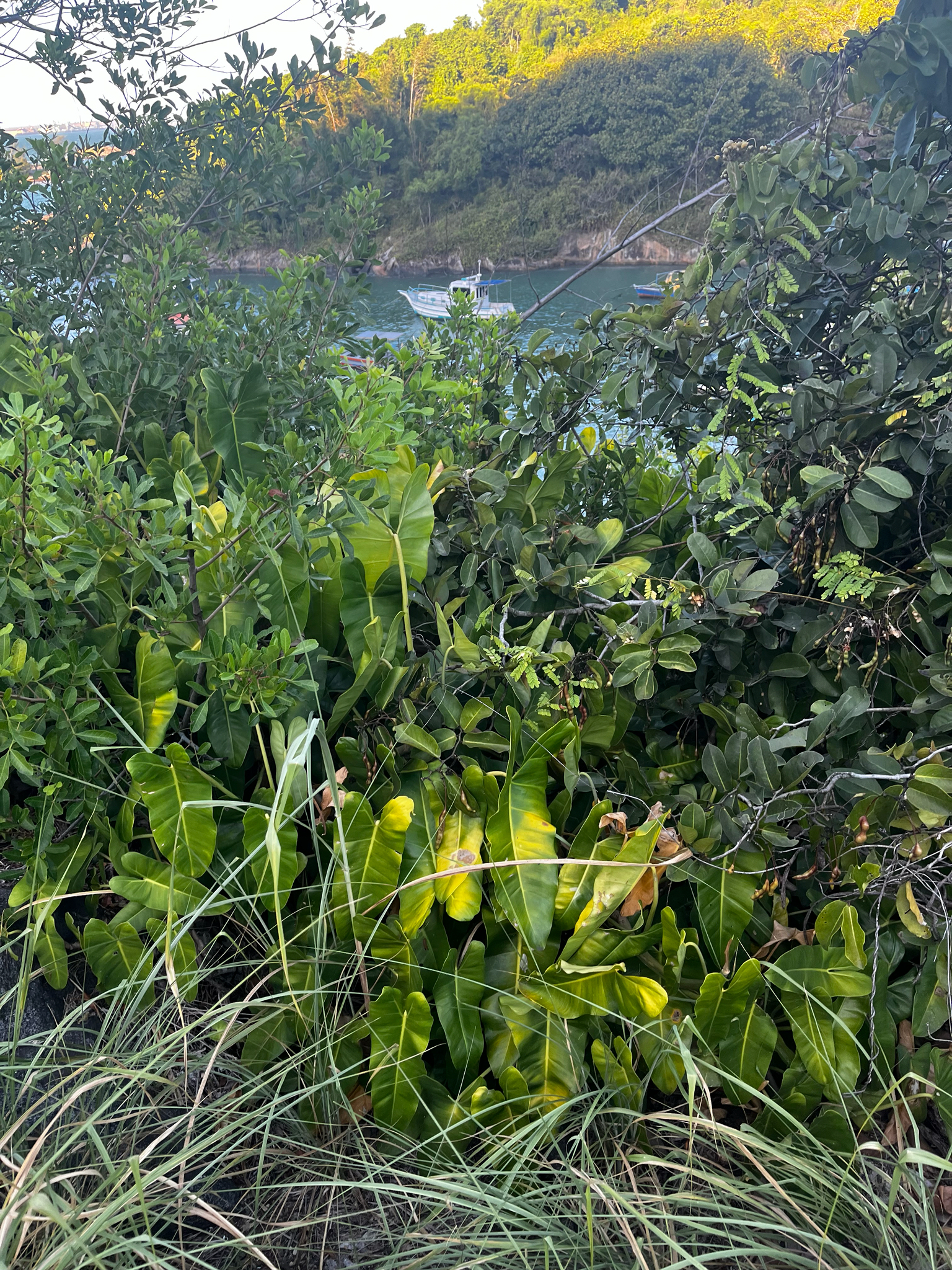 Imagem de Guaimbé