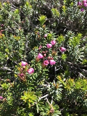 Phyllodoce empetriformis