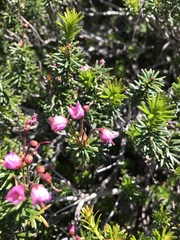 Phyllodoce empetriformis