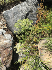 Angelica lineariloba