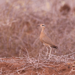 Somali Courser photo 2