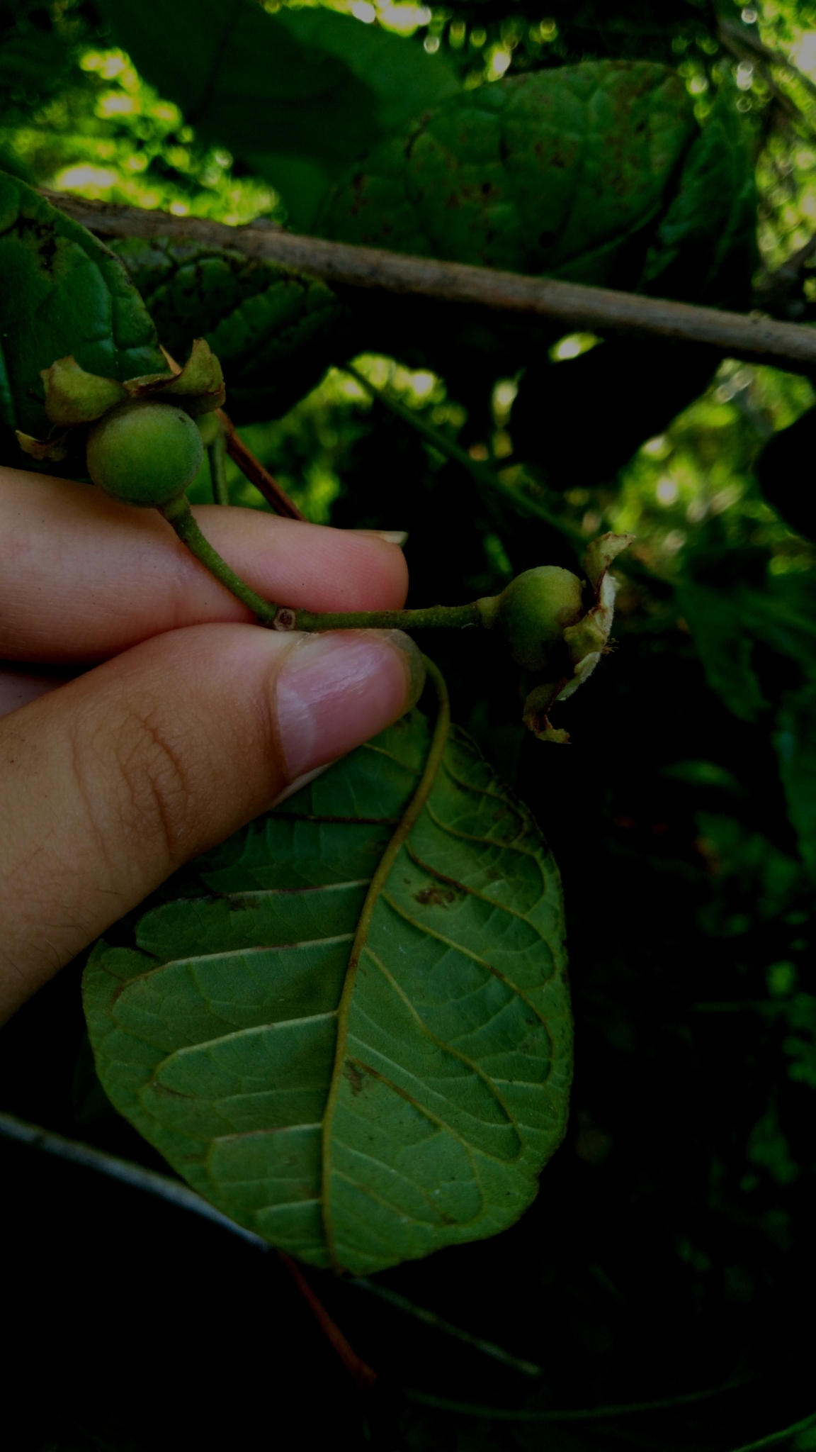 Campomanesia dichotoma