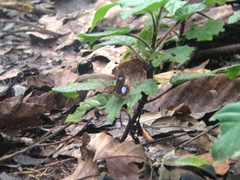 Pierella hortona