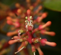 Helixanthera parasitica, photograph author not stated, no rights reserved