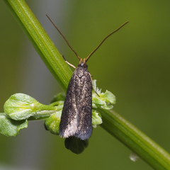 Lecithocera terrigena