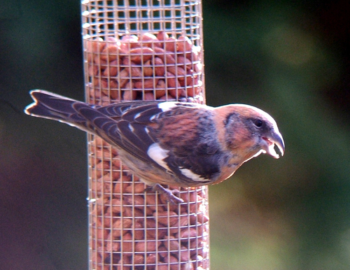 Eurasian Two-barred Crossbill