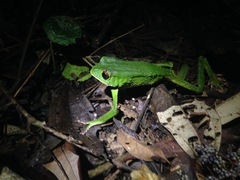 Phyllomedusa tarsius