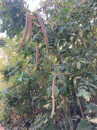 Markhamia stipulata, 2023-03-25