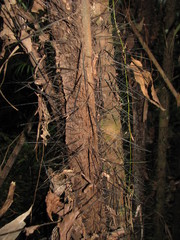 Bactris major
