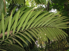 Bactris major