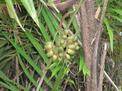 Bactris major