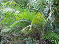 Bactris major
