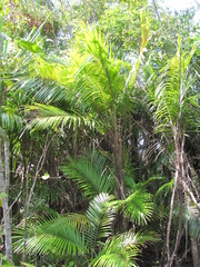 Bactris major