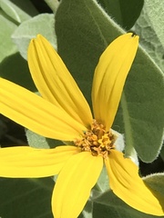 Wyethia mollis