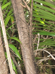 Bactris major
