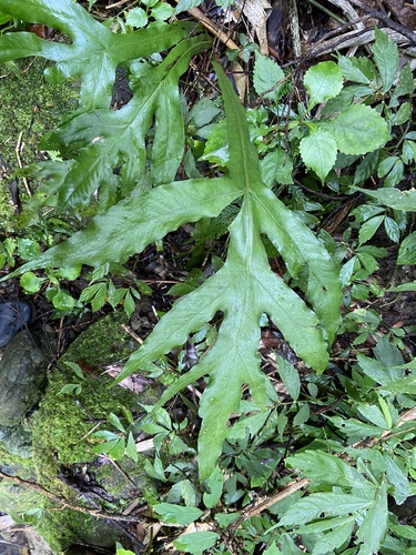 Leptochilus insignis observed 2025-02-14