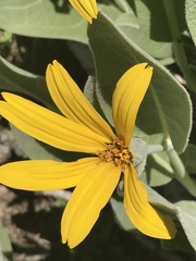 Wyethia mollis