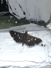 Diathrausta
