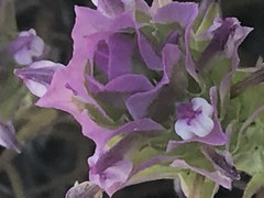 Orthocarpus cuspidatus