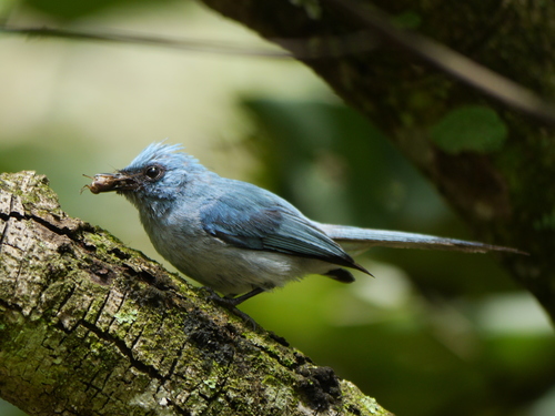 African Blue Flycatcher (Elminia longicauda), photo 9