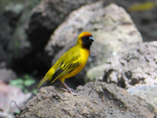 Northern Masked Weaver (Ploceus taeniopterus)