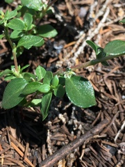 Polygonum minimum
