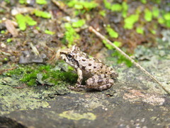 Thoropa miliaris