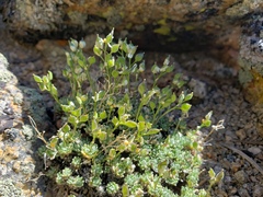 Draba densifolia