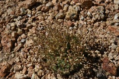 Draba densifolia