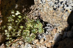 Draba densifolia