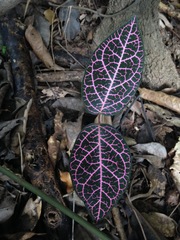 Echites rubrovenosus