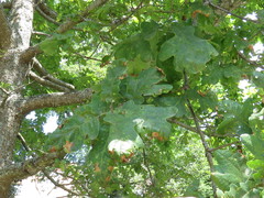 Quercus robur