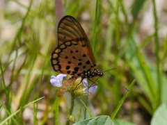 Acraea pseudegina