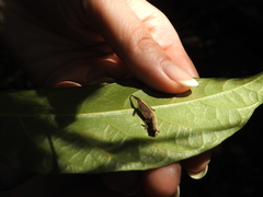 Brookesia minima