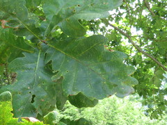 Quercus robur