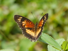 Junonia sophia