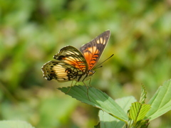 Junonia sophia