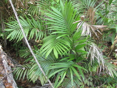Bactris mexicana