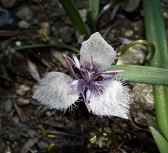 Calochortus coeruleus